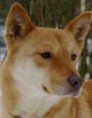 /album/ra%c3%a7as%20de%20cachorros%20%2c%20%28%3a/c%c3%a3o%20jindo%20da%20coreia-jpg/